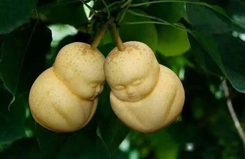 The world’s 8 most expensive fruit