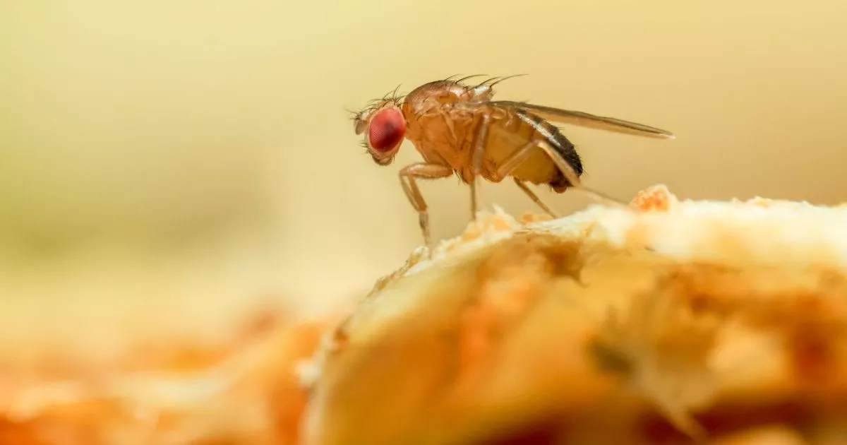 Get Rid of Gnats From the Home As Bugs Arrive With The ‘Heatwave’ Weather – ryan