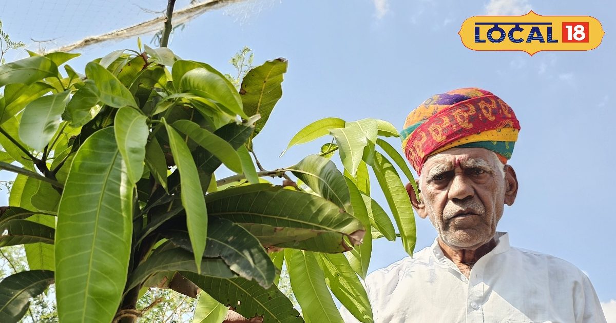 Mango cultivated from Acacia in the desert … unique ‘magic’ of Barmer farmer, all see