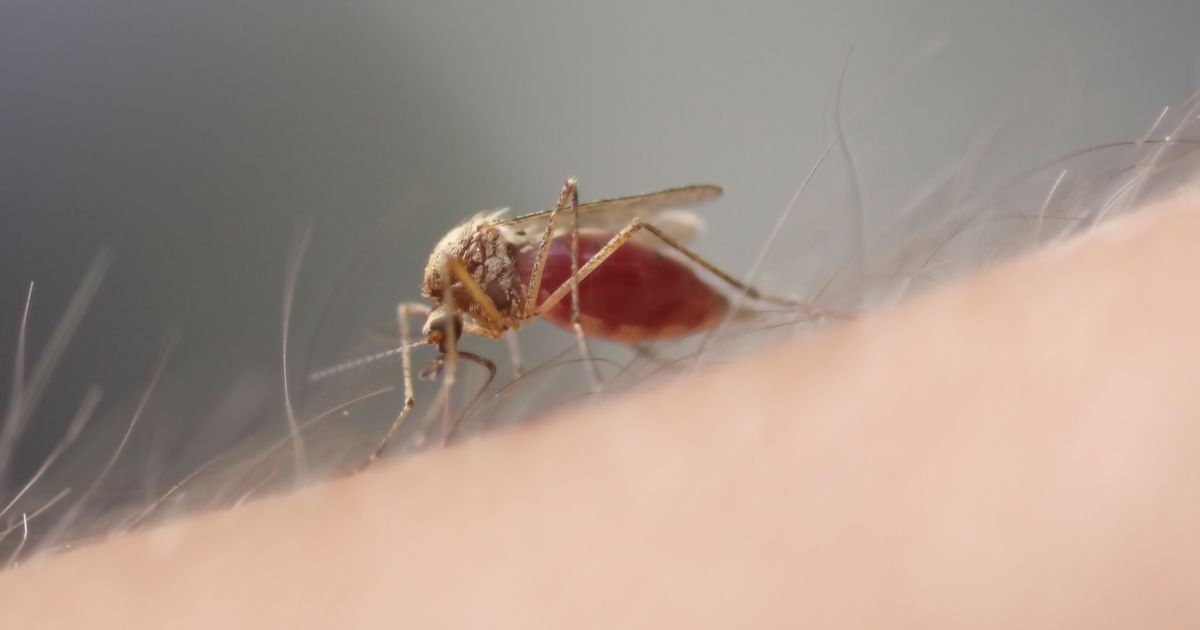 west-nile-virus-signs-alongside-side-deadly-rash-as-illness-hits-uk-for-first-time