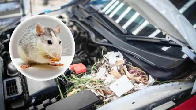 Car tips: The problem of mice in the car is worried then these tips can get rid of your work