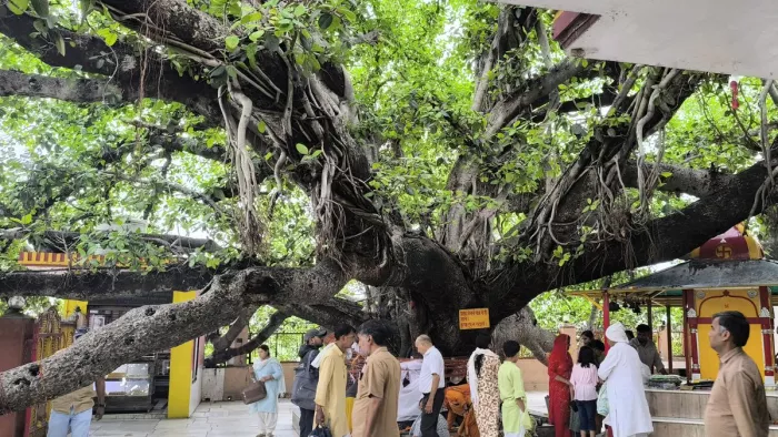 Take Savitri VRAT 2025: Women’s Shakti -bhakti and Determination RESOLUSies are symbols of WOT Savitri VRAT, Jane Pujan Methods -Vot Savitri VRAT & WORSHIP Banyan Tree.