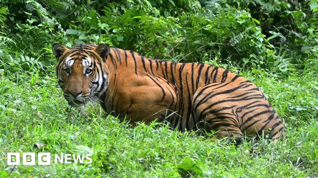 Village MOB Kills Royal Bengal Tiger in India’s North East – ryan