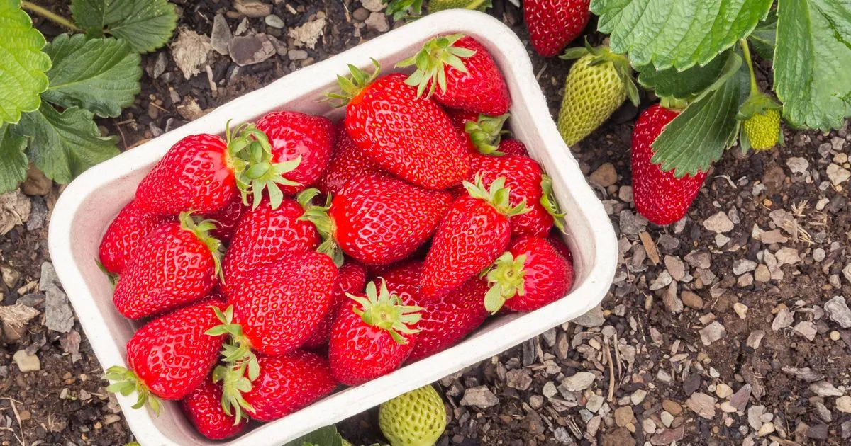 proper-motive-british-strawberries-will-model-very-assorted-this-summer-season