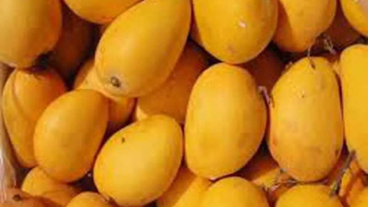 Jardalu Mango’s, President and Prime Minister will taste of Bhagalpur