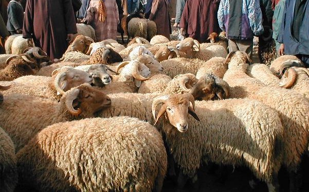 السلطات-المحلية-تتعقّب-مخالفي-القرار-الملكي-بمنع-ذبيحة-الأضاحي