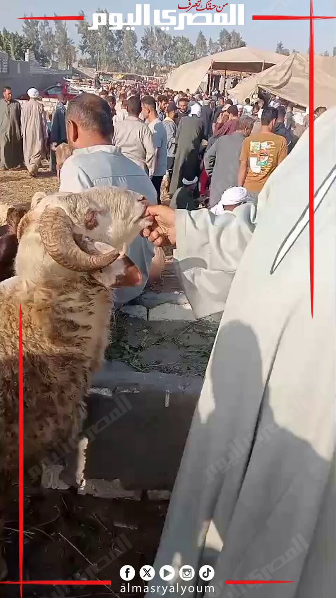 وزنه 120 كيلو قائم وسعره 24500 جنيه.. أضخم خروف في سوق المواشي بالشرقية. تصوير: وليد صالح