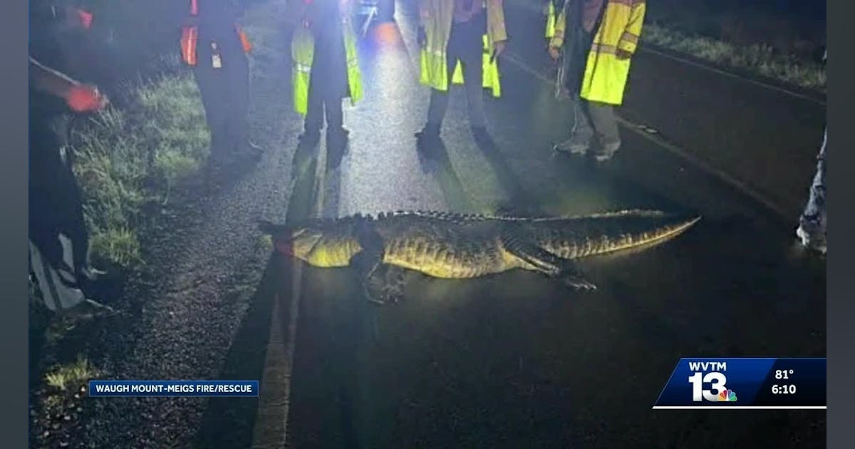 waugh-mt-meigs,-al,-firefighters-take-care-of-wreck-engaging-alligator