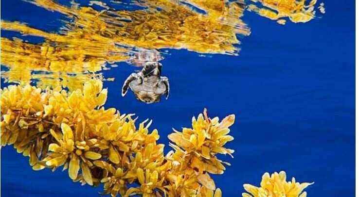 Water is always warm in this sea without edge, ice cream is frozen on one side