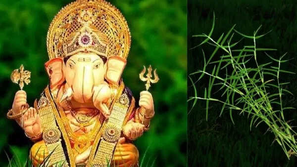 Durva has a special place in Ganpati Pujan! Know the right method to offer it in 2 minutes of a beautiful video