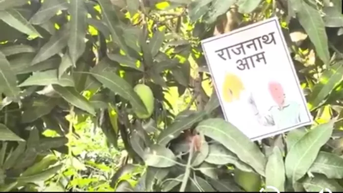 New species of mangoes in the name of Rajnath Singh, Padmashree Kalim Ullah Namped – New variety of Mango named after Rajnath Singh
