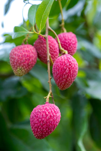 9 fun, nice ways to eat litchi