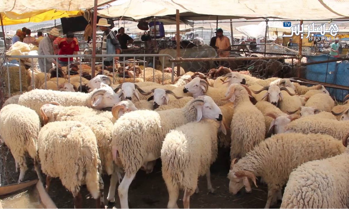 الإقبال-المتزايد-على-اللحوم-يُغي-المضاربة-ويرفع-الأسعار