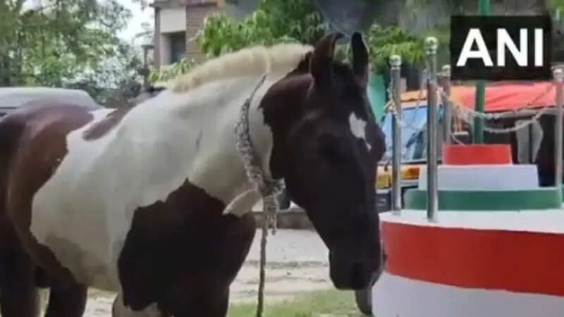 Horses used in Bihar for liquor smuggling, the case came out and opened the first layer