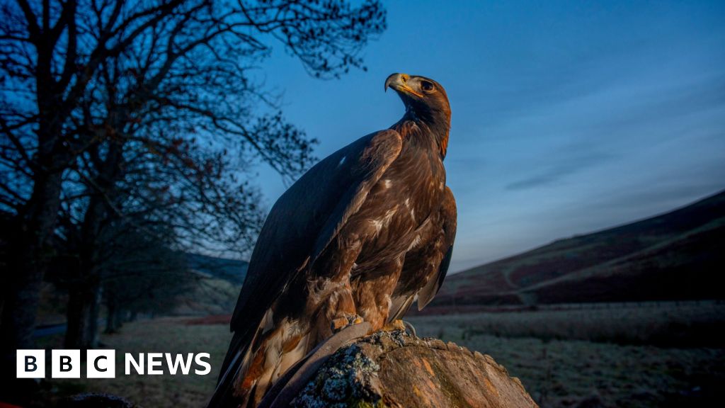 golden-eagles-flying-aid-to-northern-england