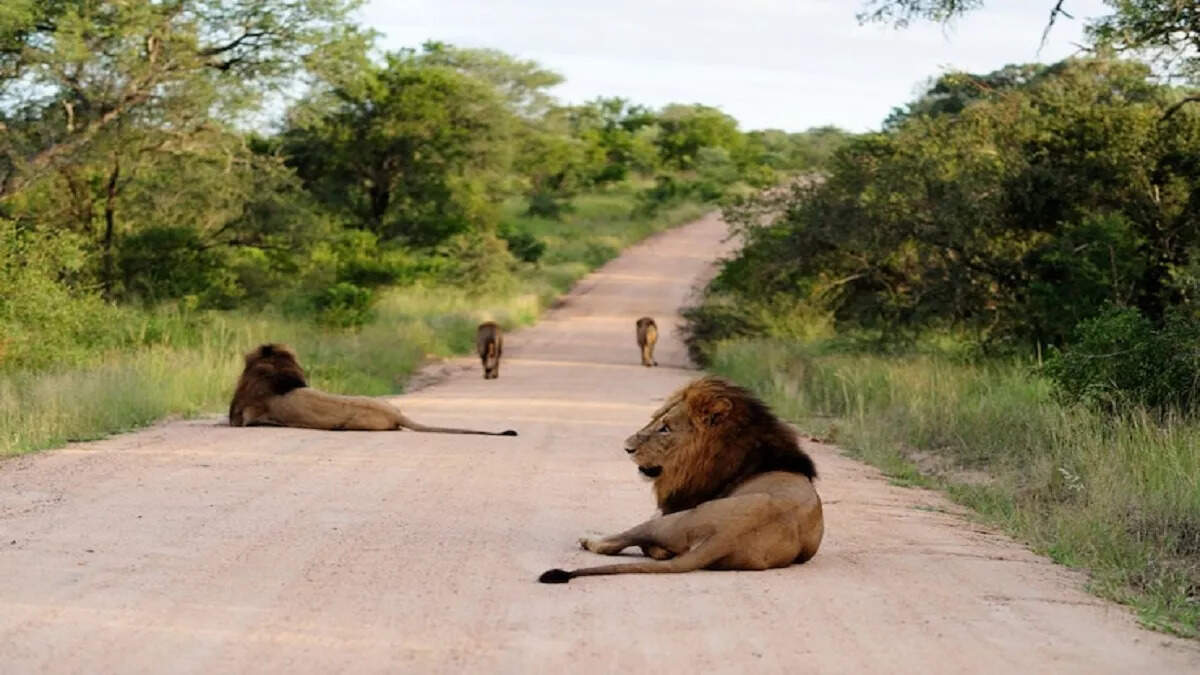These national parks are ideal for jungle safari around Delhi, definitely go once