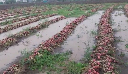 BED: Unservational rain destroys crops of farmers, pleading for reigns from government
