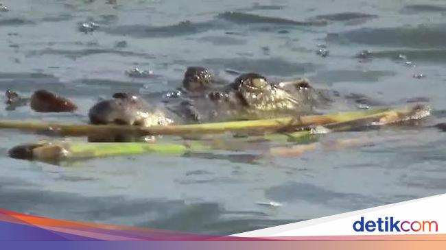 Resin! The right hand of the shrimp breeder in OKI broke up after being beaten on the crocodile