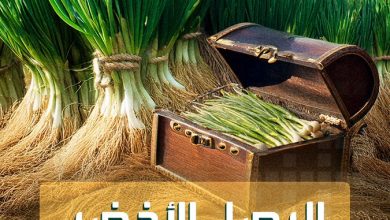 منها الوقاية من أمراض خطيرة.. فوائد صحية مذهلة للبصل الأخضر _صحة #صحة