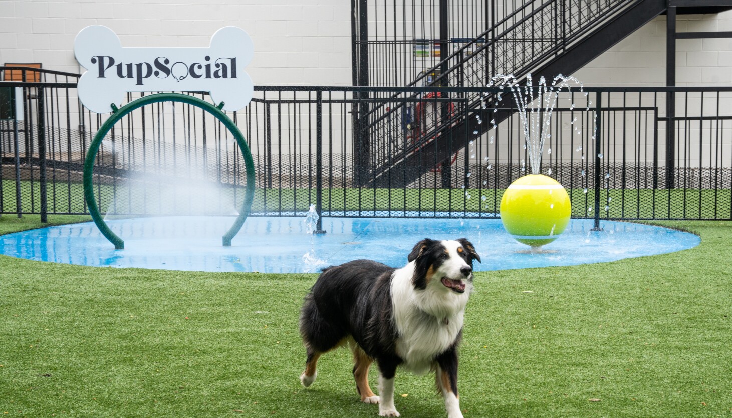 Members-only Club for Dog Owners Opening in Bucktown – ryan