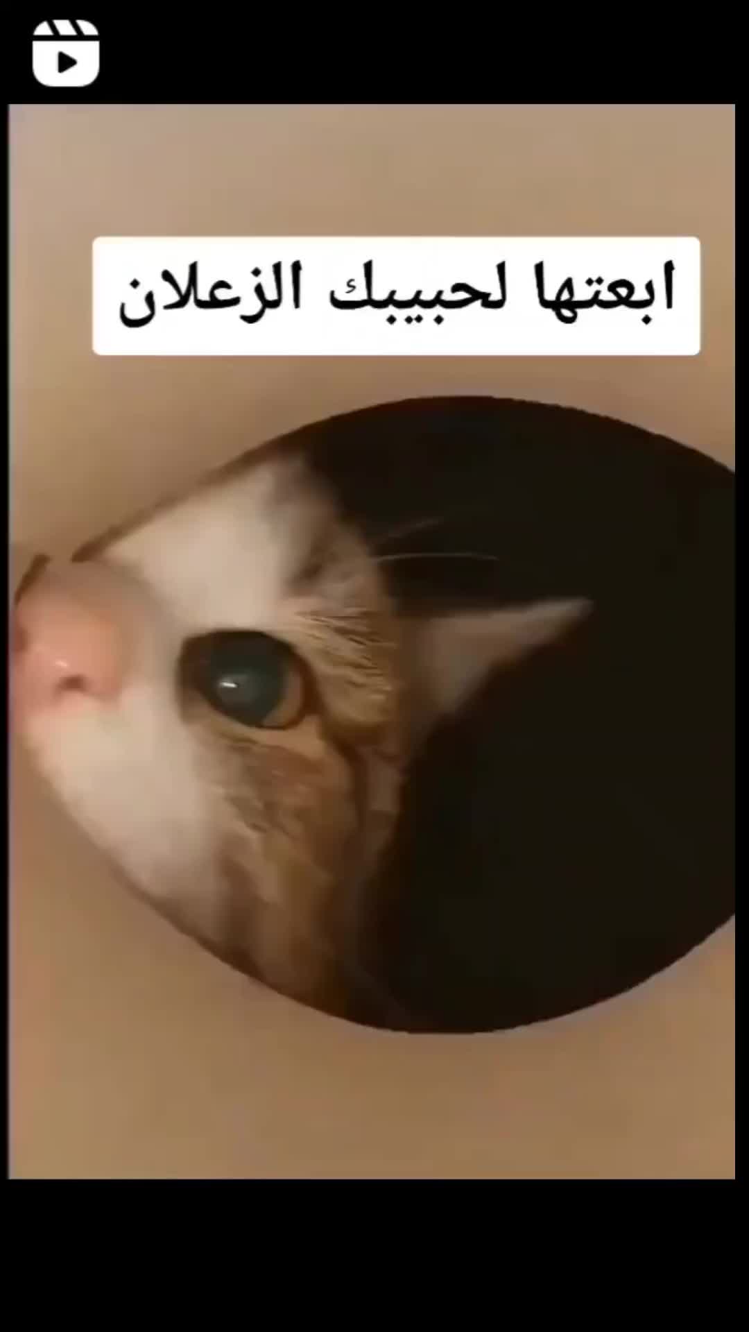 #عشاق_ط #FYP シ #دخيل_عسل … – ryan