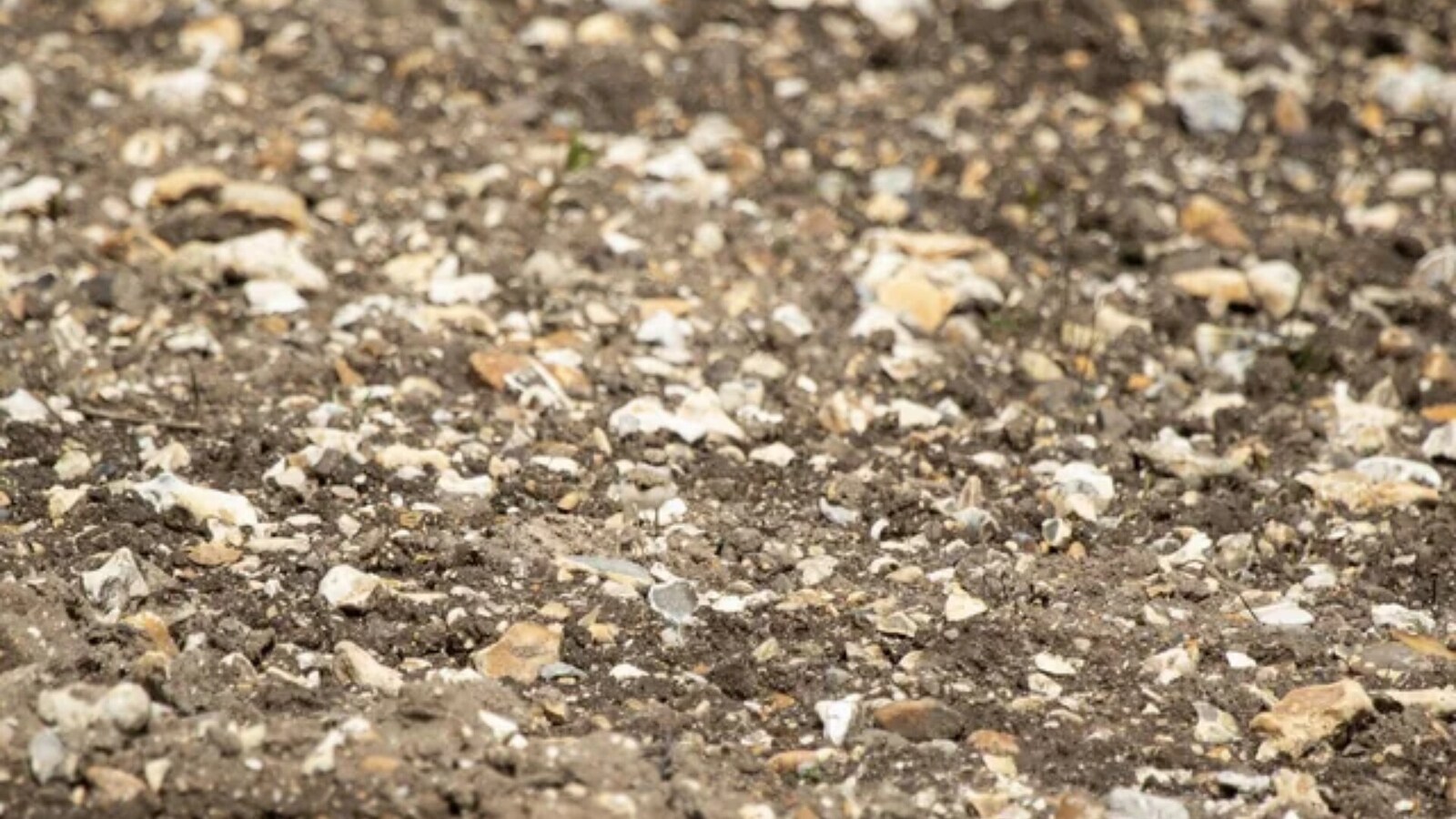 Optical illusion: 99% of people can’t find the chick in this photo – can you? | Today news