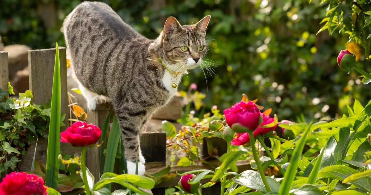 Households With Cats USING The Garden Told to Make Urgent Change – ryan