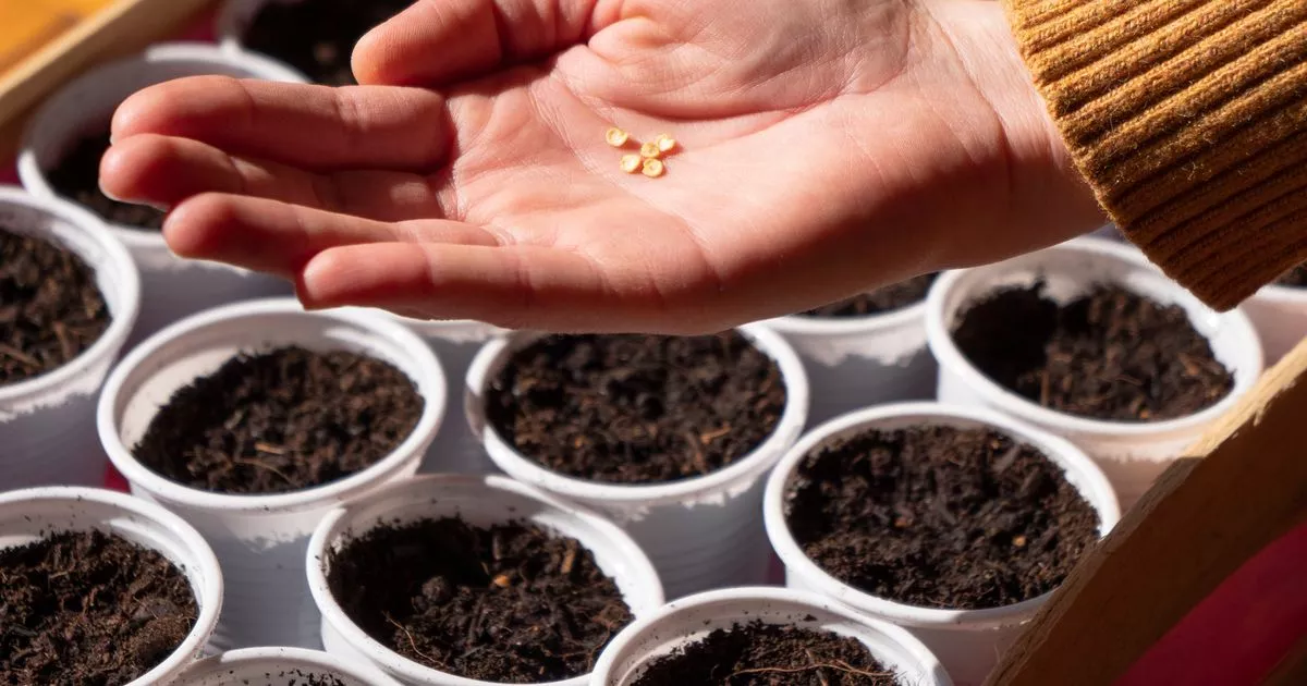 gardeners-entreated-to-test-seeds-with-one-pure-ingredient-to-construct-me-sprout