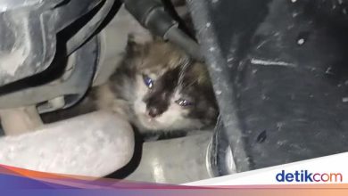The kitten in Palembang is trapped in a motorcycle car, the owner of the Damkar call