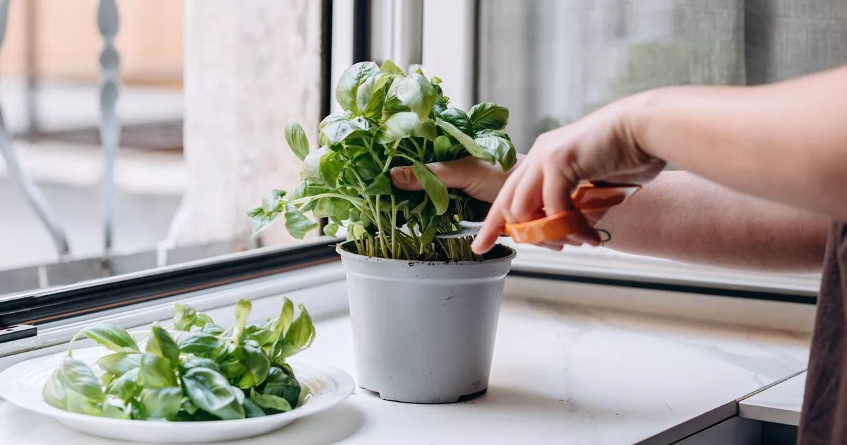 never-purchase-basil-but-again-with-limitless-provide-on-legend-of-of-genius-genius-hack