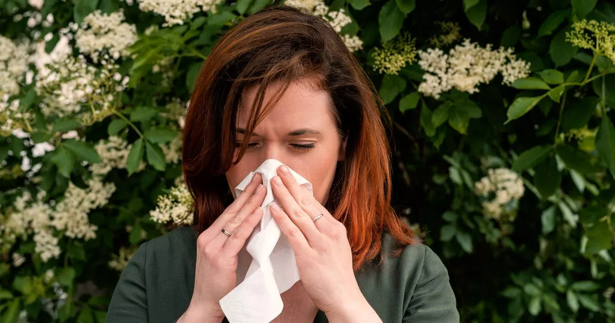 Get 24-Hour Relief from Hayfever With Discouunted Allevia Alllergy Tablets on Amazon – ryan