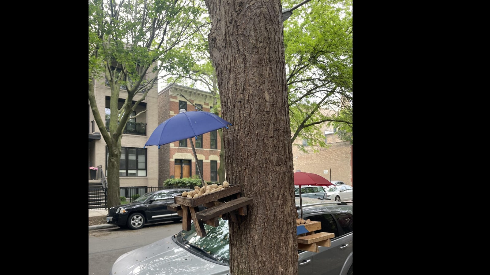 Optical illusion with a squirrel has stumbled internet – can you see it? | Today news