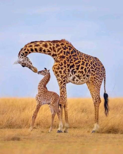 8 Best National Park of South Africa