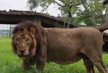 Gorakhpur -Zoo: Kanpur sent to the bush minister to the sick Pataudi to the instructions of the bush minister, and there is a stir from the death of animals -Ailing Lion Pataudi was transferred to the command of the Ministers to the command of the ministe