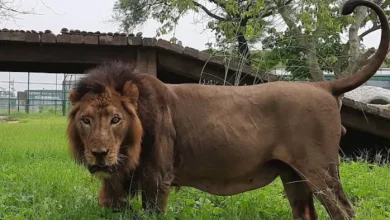 Gorakhpur -Zoo: Kanpur sent to the bush minister to the sick Pataudi to the instructions of the bush minister, and there is a stir from the death of animals -Ailing Lion Pataudi was transferred to the command of the Ministers to the command of the ministe