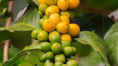 India’s highest coffee production