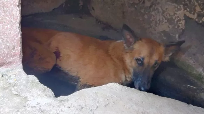 In Kasganj, the person who was shot dead with a license gun, the person was angry with the bite; Outrage among people – Man shoots dog after an incident in Kasganj Local News
