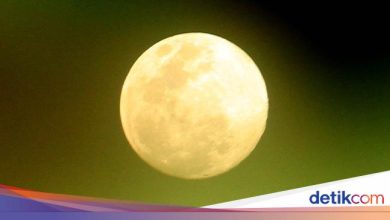 There is a Purnama flower in May 2025, note the time to prevent!