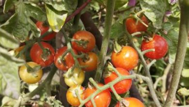 Cultivate tomato plants in the house