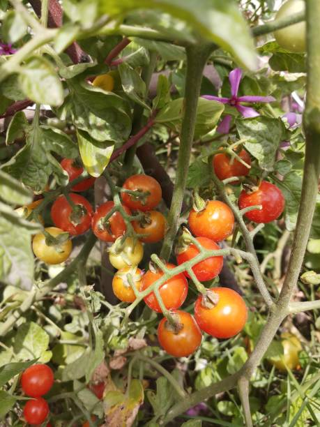 Cultivate tomato plants in the house