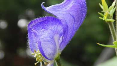World’s most dangerous plant