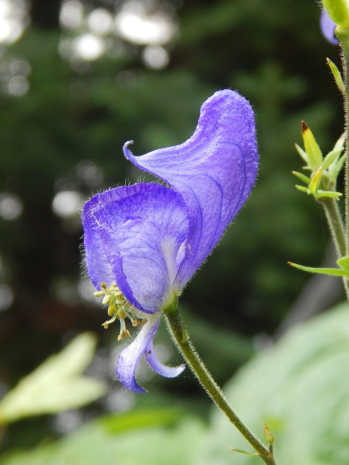 World’s most dangerous plant