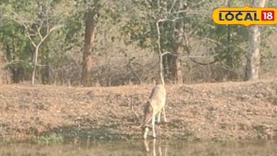 Thick forest, pivot dance and adventure! This place of Palamu is perfect for honeymoon, AC cream available for £ 2000
