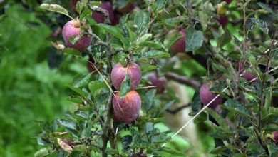 Turkey Apple: Ban Turkish apples in India, Pakistan’s friend Sends 821 Crore Apple every year, demand from Himachal Pradesh