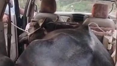 Buffalo took away the thief Innova car, police chased up to 70 km, then what happened …