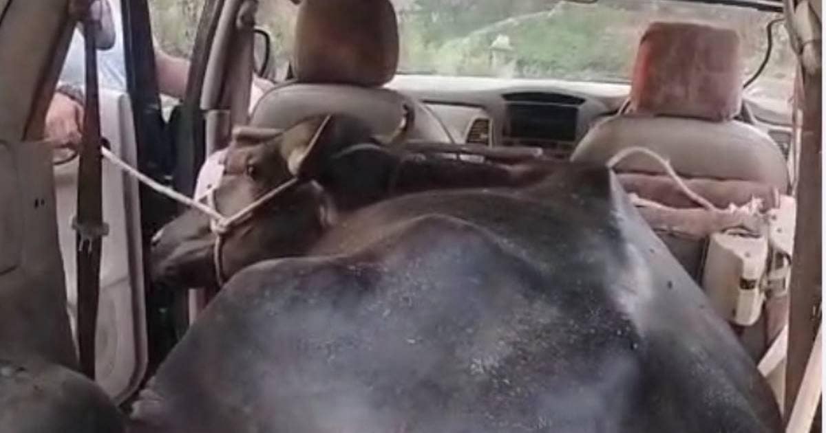Buffalo took away the thief Innova car, police chased up to 70 km, then what happened …