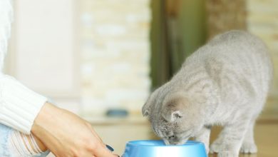 The old lady fed the neighbor’s cat, did not listen, even after he stopped, the case reached the court, a strange decision took place!