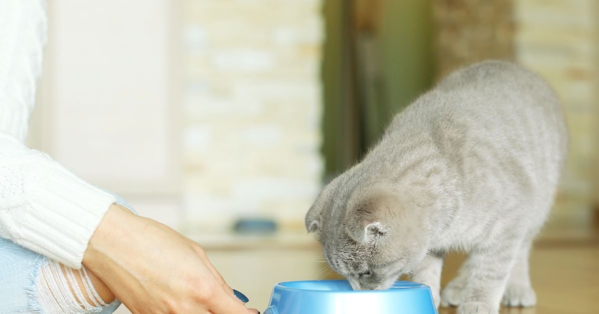 The old lady fed the neighbor’s cat, did not listen, even after he stopped, the case reached the court, a strange decision took place!