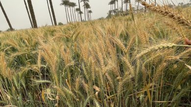 Egyptian Minister of Provision: We have collected 2.5 million tonnes of wheat since the beginning of the harvest season