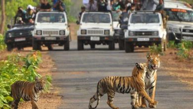 From Padma Talab to Ranthambore Fort, see the best tourist location of Ranthambore Tiger Reserve in the video